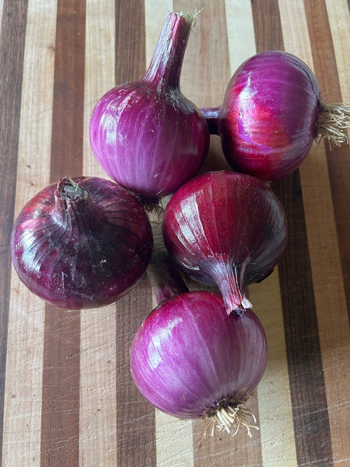 5 large red onions - Mint Springs Farm 5 large red onions5 large red onions5 large red onionsMint Springs Farm Mint Springs Farm