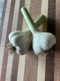 Garlic bulbs - Mint Springs Farm Garlic bulbsGarlic bulbsGarlic bulbsMint Springs Farm Mint Springs Farm