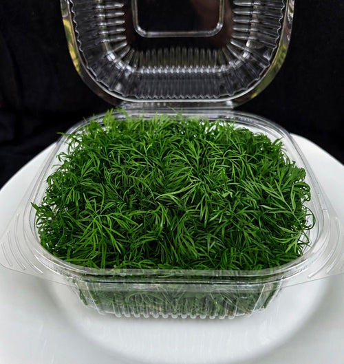 Micro Dill - Mint Springs FarmMicro DillMicro DillMicro DillMint Springs Farm Mint Springs Farm