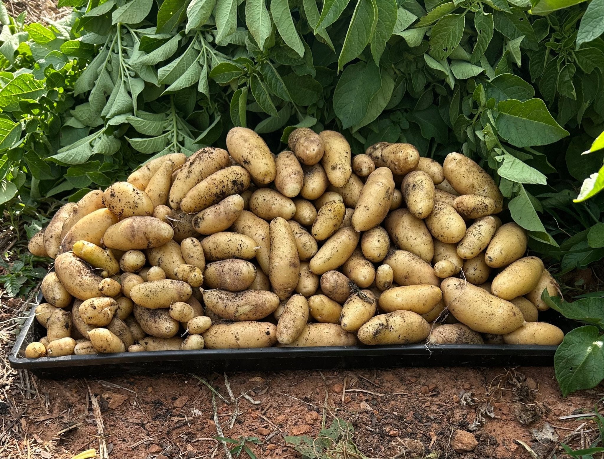 Potatoes - Mint Springs Farm PotatoesPotatoesPotatoesMint Springs Farm Mint Springs Farm