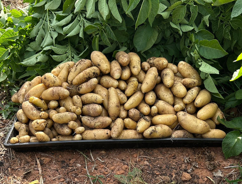 Potatoes - Mint Springs Farm PotatoesPotatoesPotatoesMint Springs Farm Mint Springs Farm