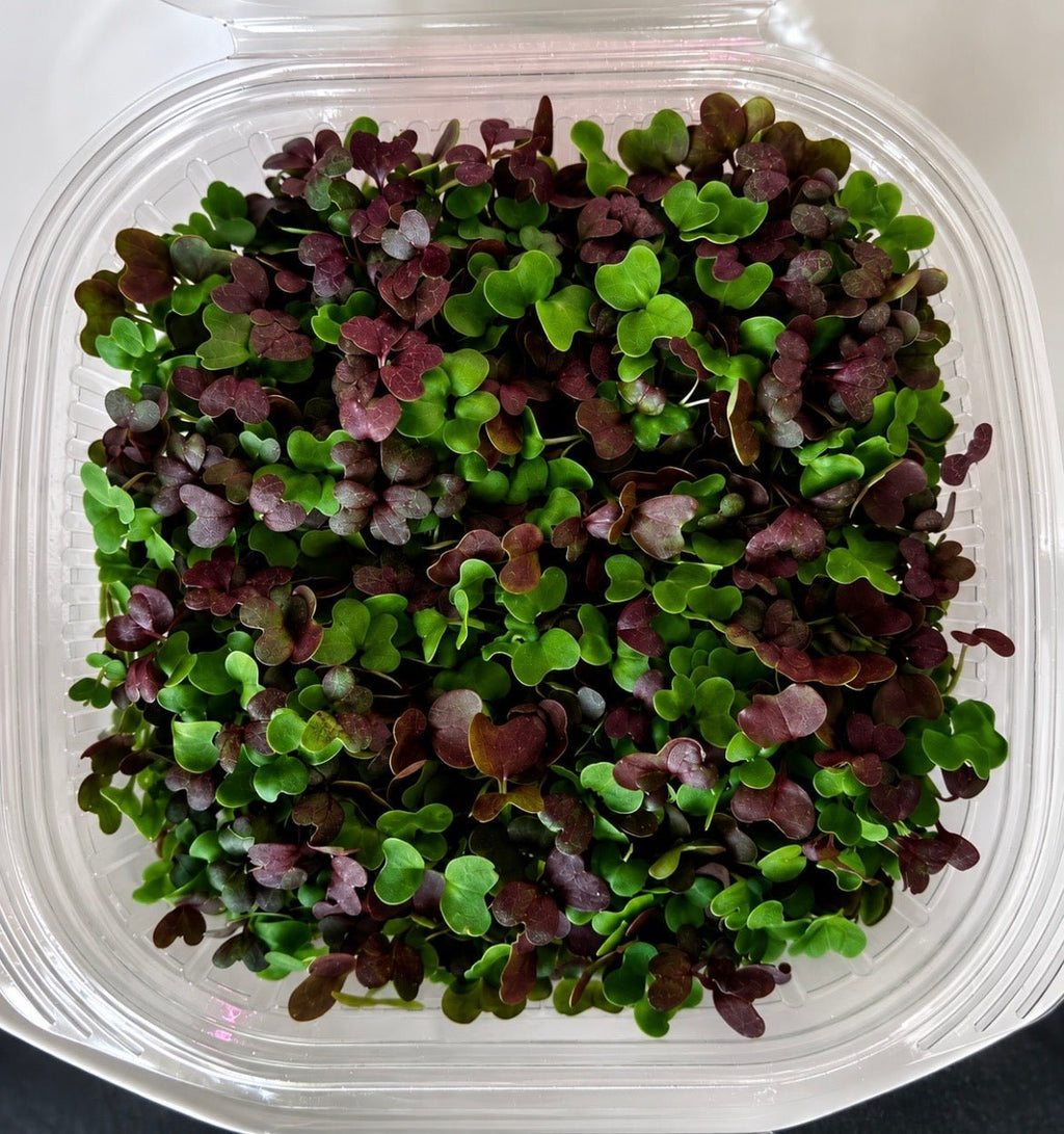 Weekly Microgreen and Veggie Box 2026 Season (New Market Presbyterian Church drop-off point) - Mint Springs FarmWeekly Microgreen and Veggie Box 2026 Season (New Market Presbyterian Church drop-off point)Weekly Microgreen and Veggie Box 2026 Season (New Market Presbyterian Church drop-off point)Weekly Microgreen and Veggie Box 2026 Season (New Market Presbyterian Church drop-off point)Mint Springs FarmMint Springs Farm