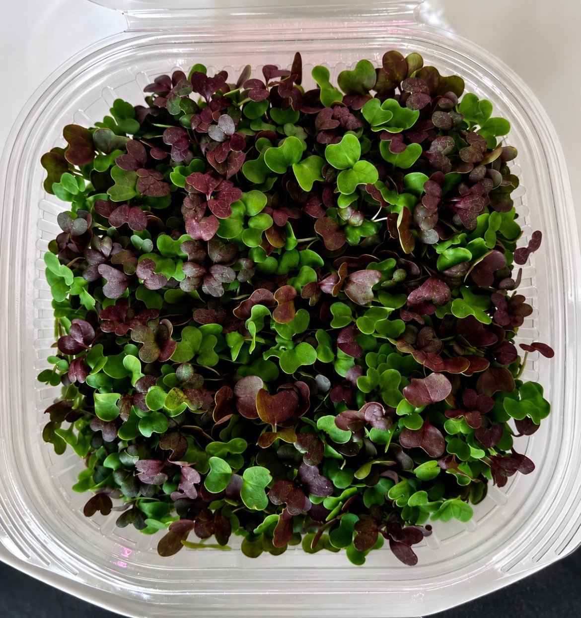 Weekly Microgreen and Veggie Box 2026 Season (New Market Presbyterian Church drop-off point) - Mint Springs FarmWeekly Microgreen and Veggie Box 2026 Season (New Market Presbyterian Church drop-off point)Weekly Microgreen and Veggie Box 2026 Season (New Market Presbyterian Church drop-off point)Weekly Microgreen and Veggie Box 2026 Season (New Market Presbyterian Church drop-off point)Mint Springs FarmMint Springs Farm