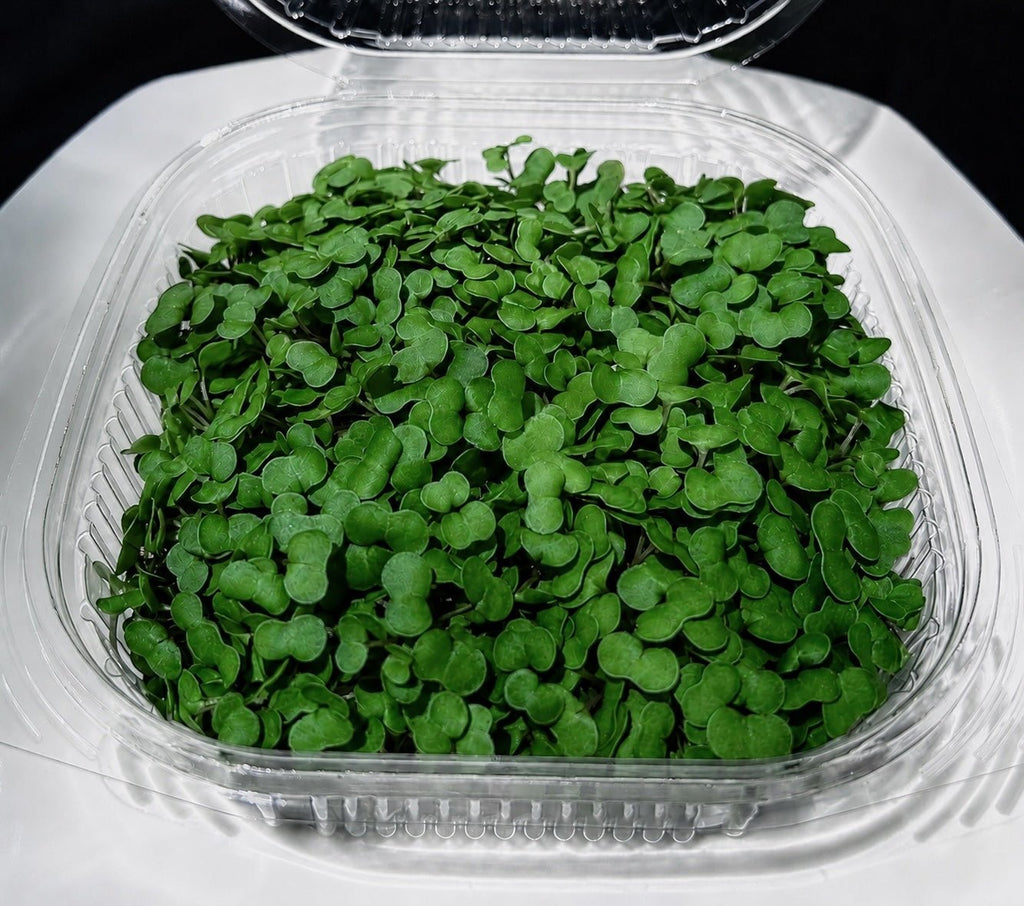 Weekly Microgreen and Veggie Box 2026 Season (New Market Presbyterian Church drop-off point) - Mint Springs FarmWeekly Microgreen and Veggie Box 2026 Season (New Market Presbyterian Church drop-off point)Weekly Microgreen and Veggie Box 2026 Season (New Market Presbyterian Church drop-off point)Weekly Microgreen and Veggie Box 2026 Season (New Market Presbyterian Church drop-off point)Mint Springs FarmMint Springs Farm
