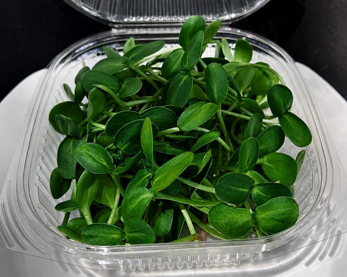 Weekly Microgreen and Veggie Box 2026 Season (New Market Presbyterian Church drop-off point) - Mint Springs FarmWeekly Microgreen and Veggie Box 2026 Season (New Market Presbyterian Church drop-off point)Weekly Microgreen and Veggie Box 2026 Season (New Market Presbyterian Church drop-off point)Weekly Microgreen and Veggie Box 2026 Season (New Market Presbyterian Church drop-off point)Mint Springs FarmMint Springs Farm